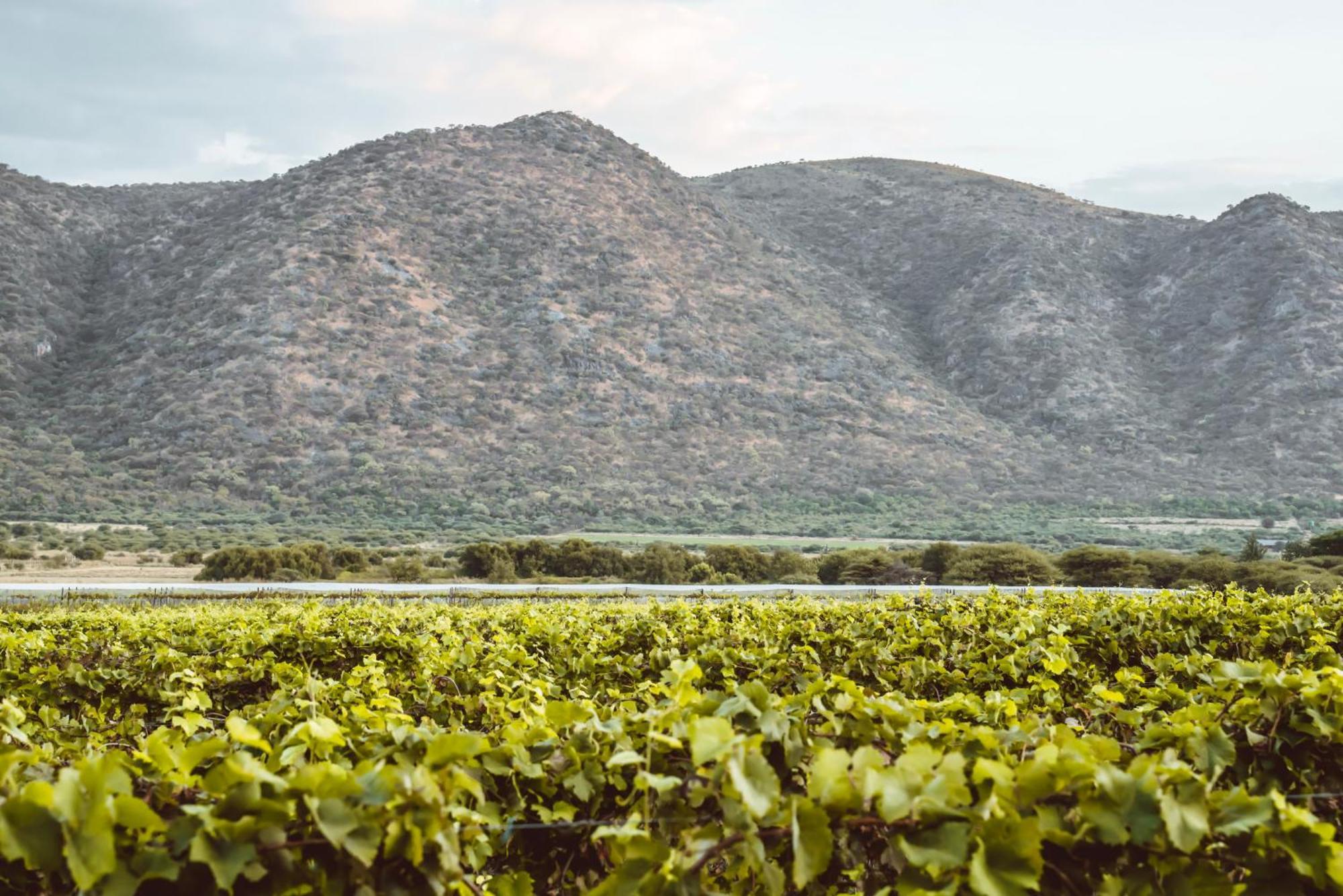 Otavi Vineyards Self-Catering & Camping Exterior photo